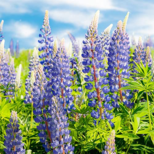 Perennial Blue Lupine Flower Plant Seeds (Lupinus perennis) - Over 750 Premium Seeds - Non GMO