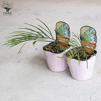 ［現品］※売約済※ 法人　割引　アカシア　フロリバンダ　8号　観葉植物　レア 現品］※売約済※ 法人 割引 アカシア フロリバンダ 8号 観葉植物
