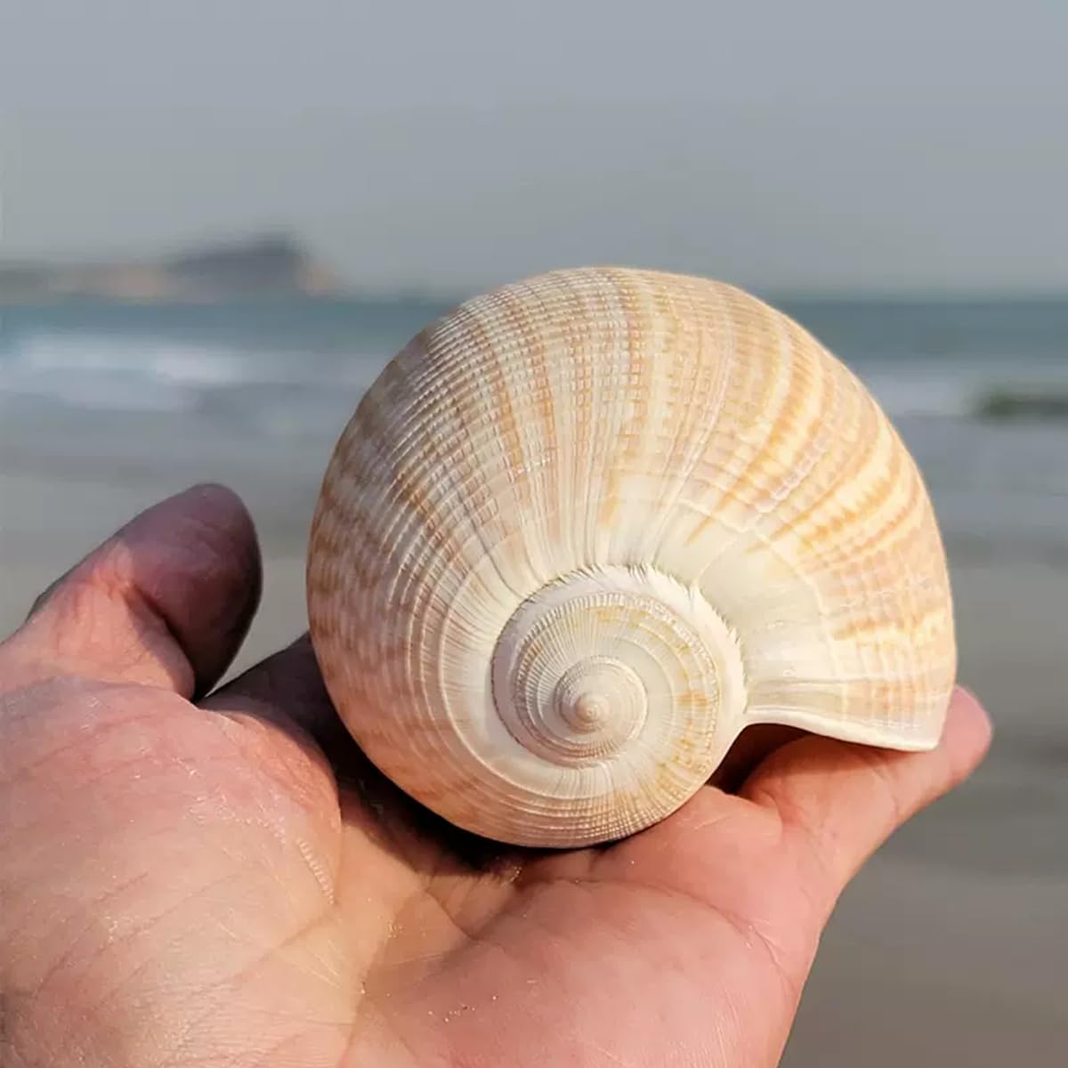 Muszla trąbki, Naturalna duża muszla ślimakowa 8~15 cm na wesele, imprezę tematyczną plaży(8~13cm)