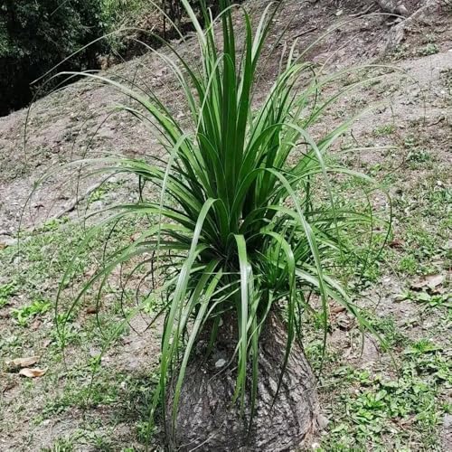 semillas pata de elefante resistentes de balcón resistentes al invierno para jardines rocas perennes verdes balcón invernadero jardín jardín 80pcs