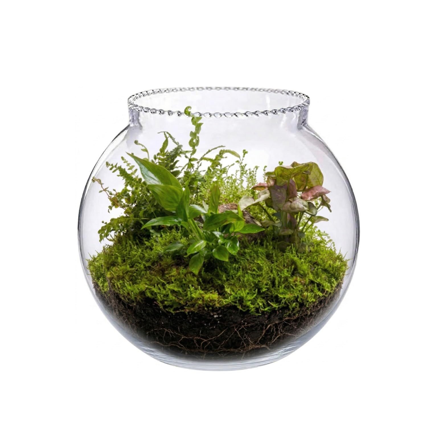7pets 4-inch Glass Fish Bowl with Neck Collar, Suitable for Small Fish, Plants | Optimum Fish Tank Choice for Office & Home Decor-image-22