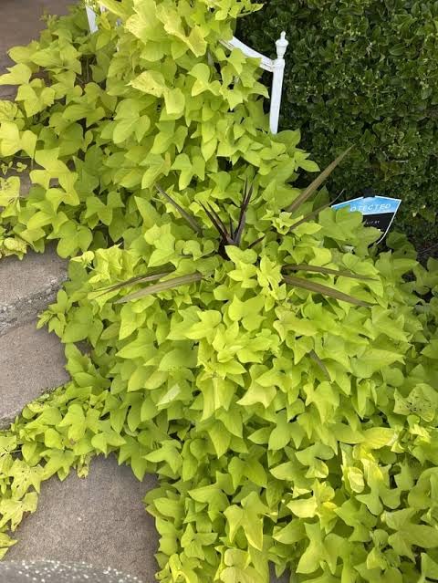 🅼🆅🅺🆁 Live Golden Sweet Potato Vine, Beautiful Ornamental Plant I (B0CPMD4G7H) Amazon Price History, Amazon Price Tracker
