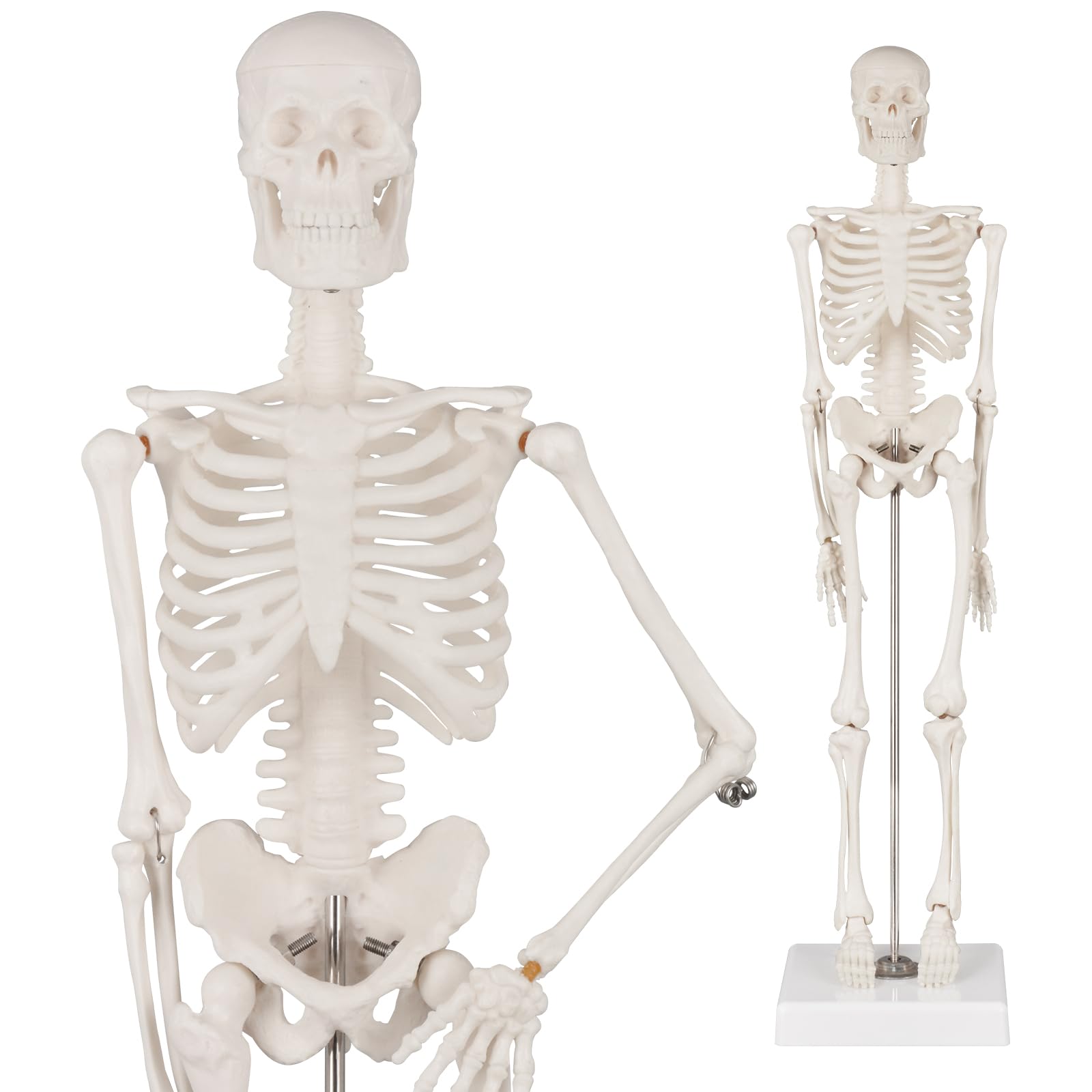 Ultrassist Mini Human Skeleton Model, Portable 17” Skeleton Bone Model with Removable Skull, Arms & Legs, Great Teaching Tool for Physiological Education and Human Skeletal System Study