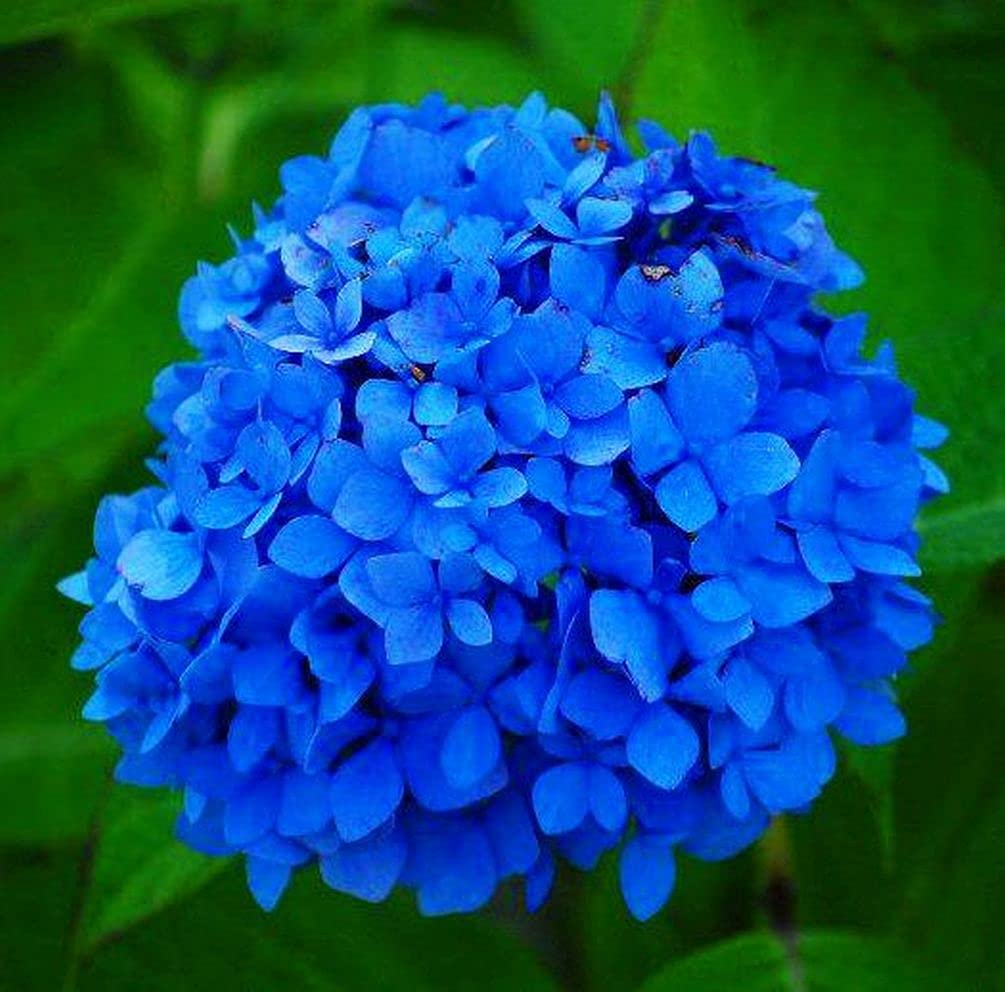 Flower Rare Seeds Multi-Color Nikko Blue Hydrangea 50 Pcs Seeds , Giant Snowball Hydrangea : Amazon.ca: Patio, Lawn & Garden