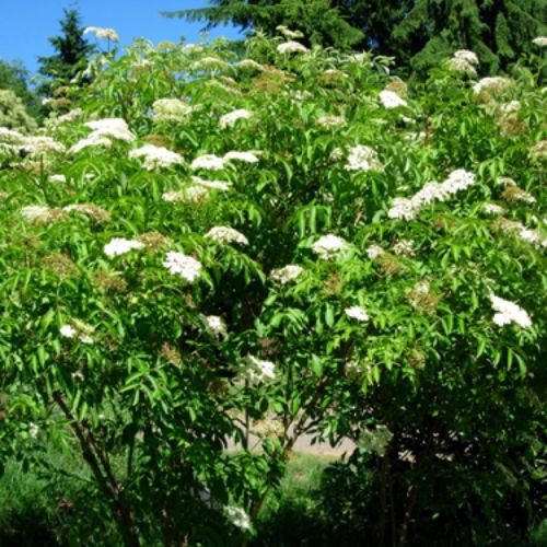 50 Seeds of American Elderberry Sambucus Canadensis