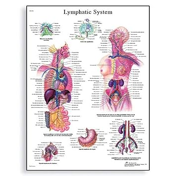 3B Scientific VR1392L Glossy Laminated Paper Lymphatic System Anatomical Chart, Poster Size 20