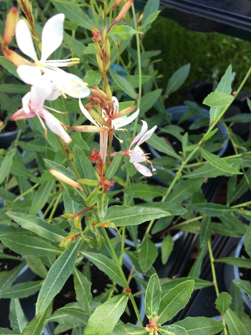 2 x 1 Litre Pots of Gaura Lindheimeri Sparkle Plants - White Flowering - 2 x 1 Litre Pots