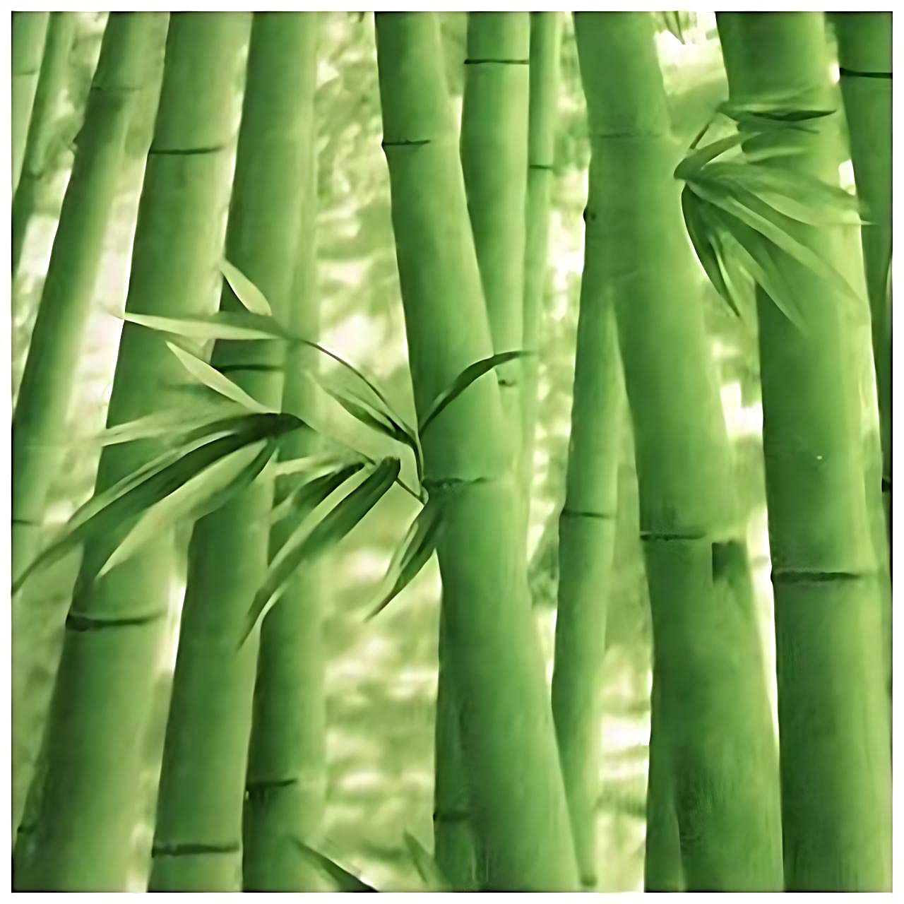 JAAMSO ROYALS Green Bamboo Tree Wallpaper for Walls, Wallpaper, Wall Paper for Wall Decor, Wall Paper, Wall Stickers for Kitchen (18" x 236" = 30 CM sq.ft) (B0924KPFJR) Amazon Price History, Amazon Price Tracker