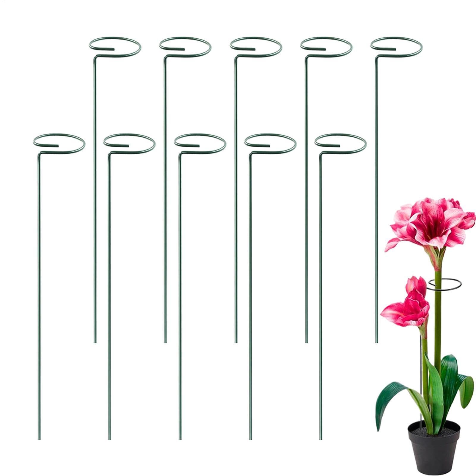 Tuteurs pour plantes de jardin et fleurs en pot comme amaryllis ou pivoines