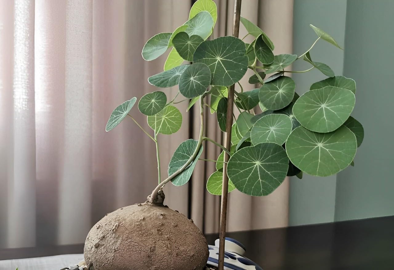 Stephania Erecta: The Everlasting Green Wonder