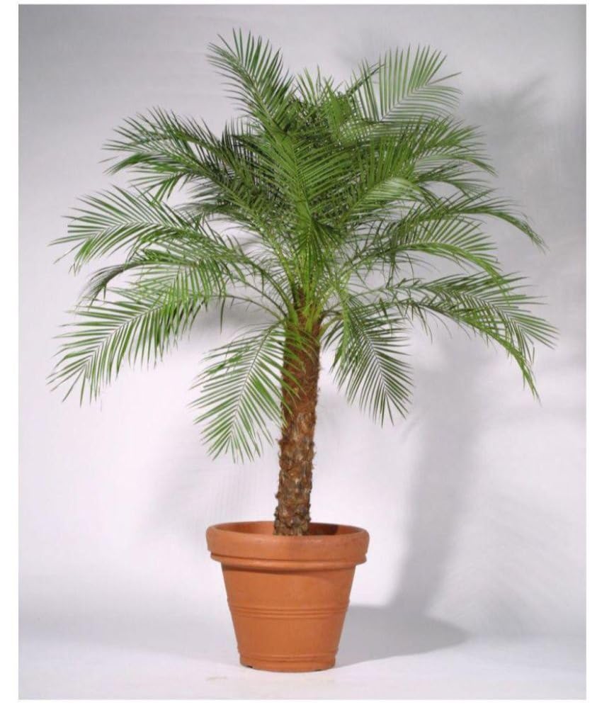 Date palm tree live plant,Live plant of date palm tree (Pack of 1) (B0CQ2VT624) Amazon Price History, Amazon Price Tracker