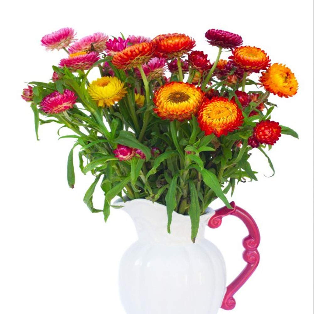 DFBTYG Strawflower Mix Seeds 30pcs (Helichrysum Bracteatum) Organic Daisy Flower Fresh Premius Plants Seeds for Planting Bonsai Garden Home