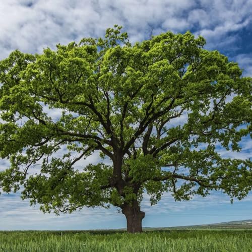 『About Longevity』のカバーアート