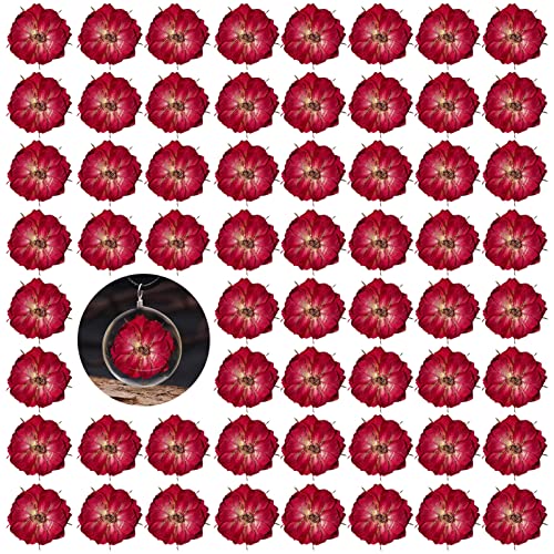 Flores secas de rosa prensadas para manualidades 60 piezas miniatura 1