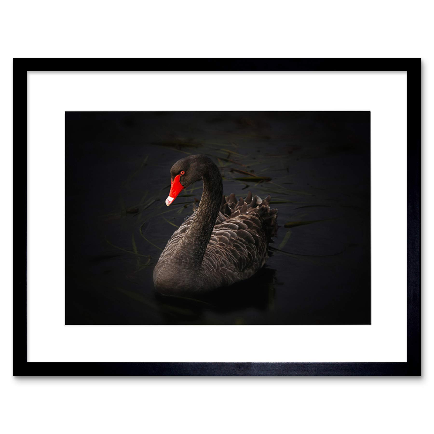 Black Swan Bird Art