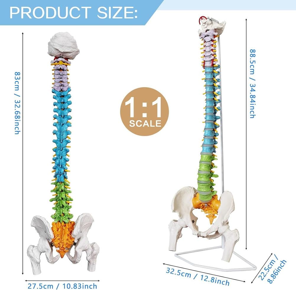 Modelo de columna vertebral humana de tamaño real, médula espinal anatómica de 34.6 pulgadas con soporte, codificado para regiones cervical, torácica, lumbar para estudiantes de medicina y