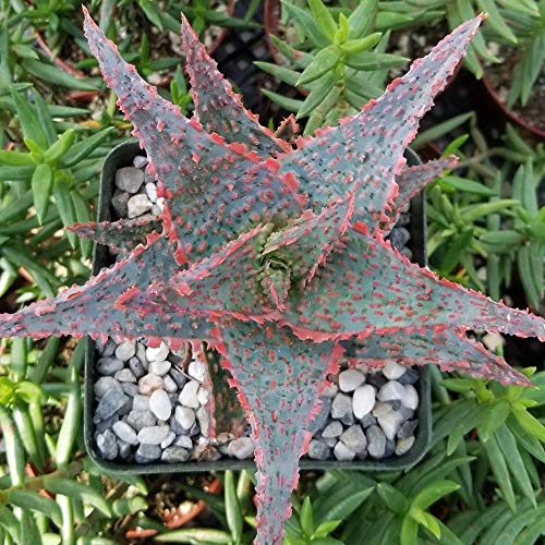 Aloe Ae Oik Succulent Plant - 3.5 Inch Pot (1 Plant) #TOP2