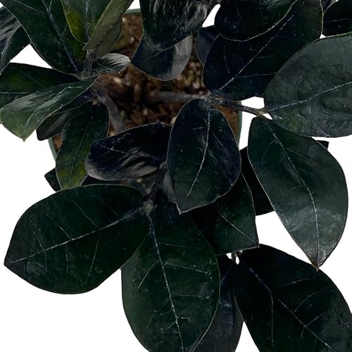 Miniatura 4 de BubbleBlooms ZZ negro, 4 pulgadas Raven Zamioculcas Zamiifolia Dowon Jet-Black