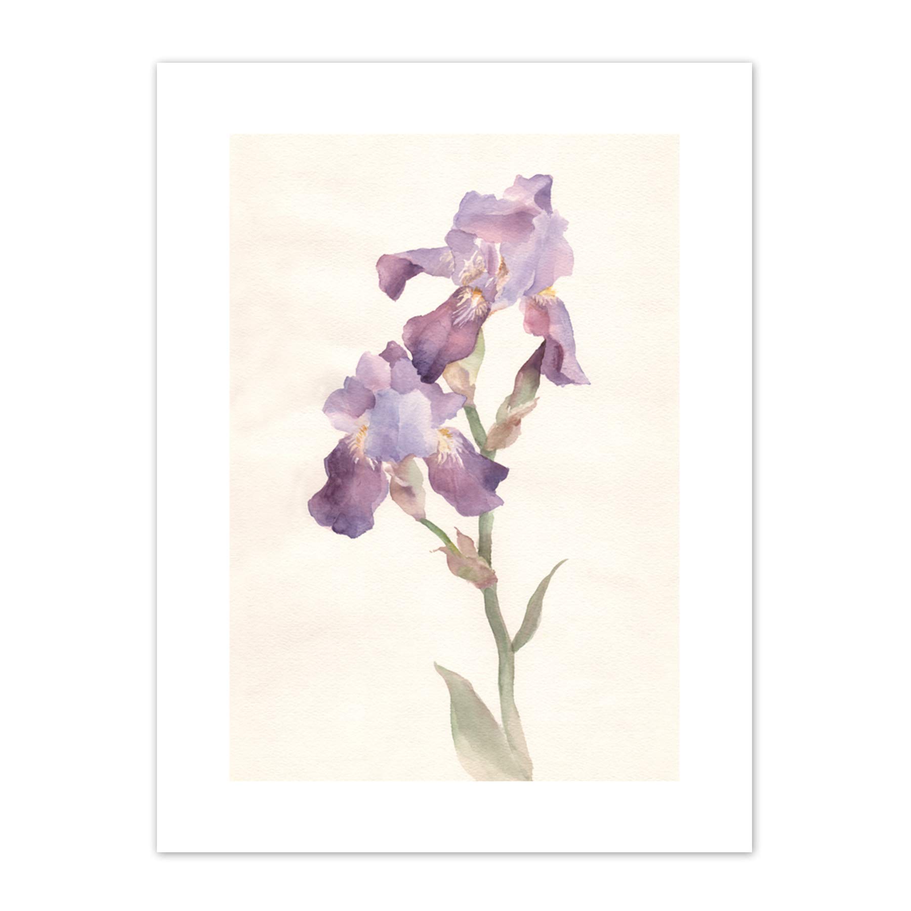 Wee Blue Coo Flower Violet Iris Watercolour Art Print Canvas Premium Wall Decor Poster