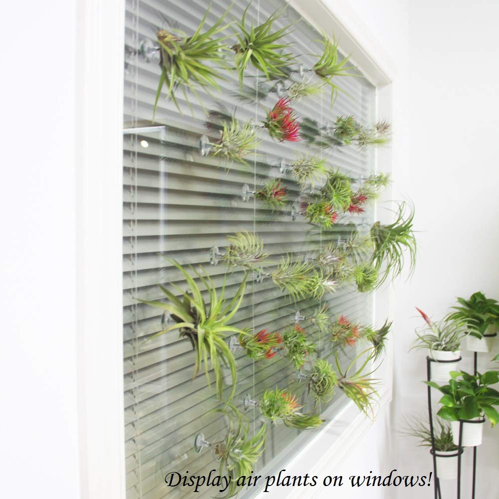 Amazon.com: Tillandsiart 10 Pack Vertical Air Plant Holder (Suction Cup,  Stainless Steel Tillandsia Air Plant Planter) A Unique Set of Air Plant  Containers for Creating Tillandsia Art Display on Window. (Small) :