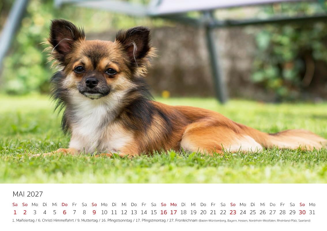 Edition Seidel Kalendarz premium Chihuahua 2027 DIN A4, niemiecki kalendarz ścienny pies pies szczeniak rasa psów zwierząt domowych