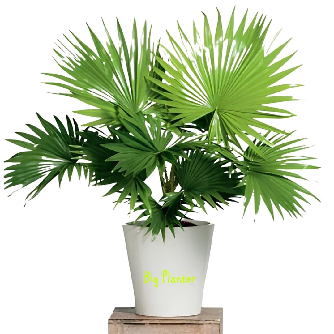 Big Planter Chaina Pam (Desi Pam) Live Plant with Pot - Exotic Beauty for Home Décor (B0CWFGPM3P) Amazon Price History, Amazon Price Tracker