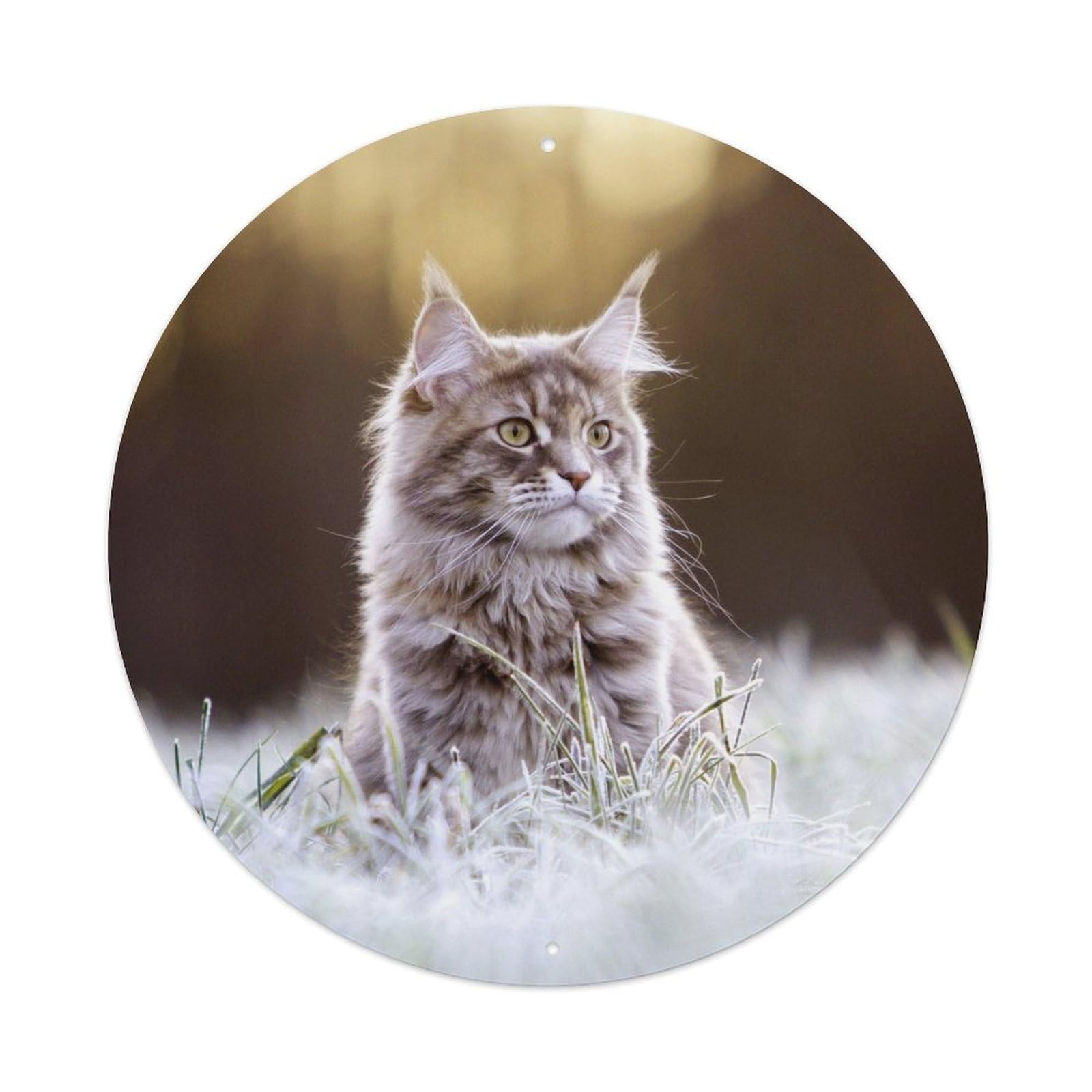 Animal Cute Maine Cat Metal Tin Sign