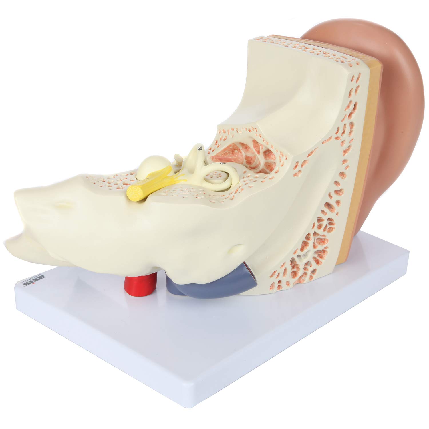 Buy Axis Scientific Human Ear Model, 5 Times Enlarged 4 Dimensional