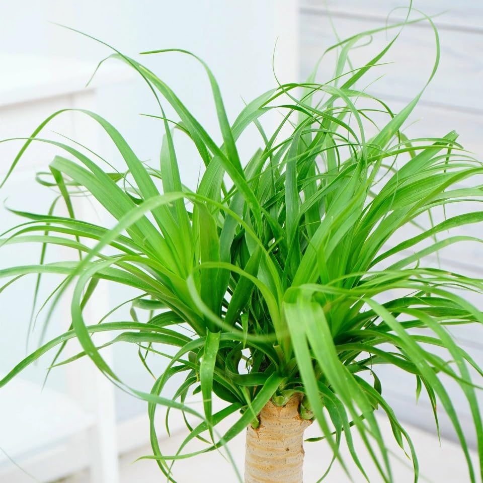 観葉植物　トックリラン　ポニーテール　マヤパーム　ノリナ　マヤツリー　８号鉢 観葉植物 トックリランポニーテール（8号鉢）｜HanaPrime（ハナ
