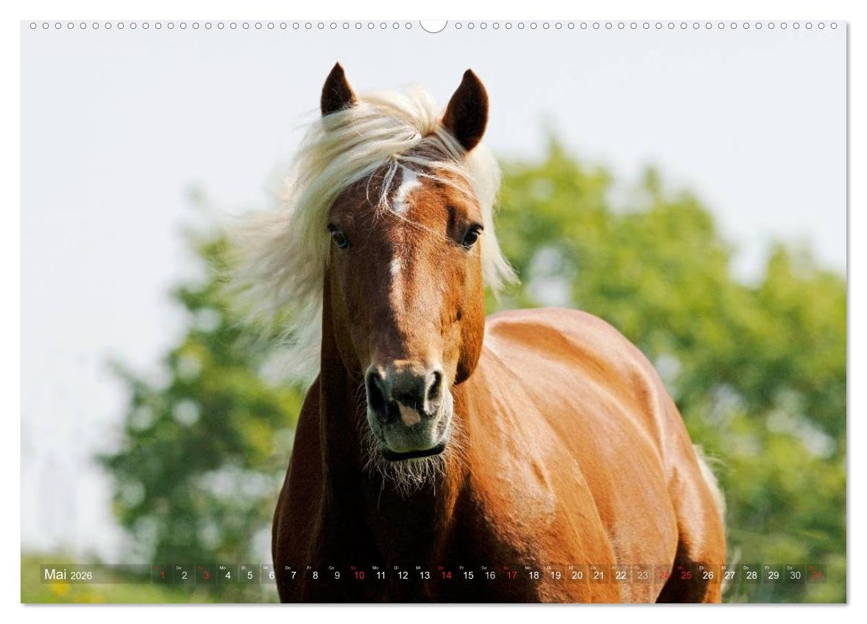 Haflinger Schönheiten (hochwertiger Premium Wandkalender 2026 DIN A2 quer), Kunstdruck in Hochglanz: Mit Haflinger-Pferden durchs Jahr (CALVENDO Tiere)