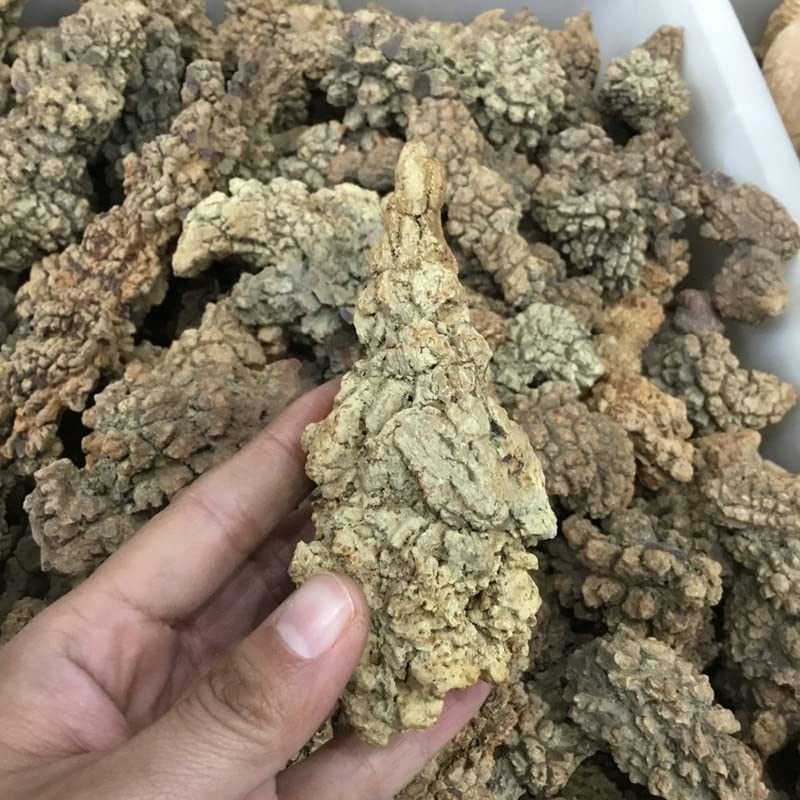 Heces ásperas de dinosaurio fósil de 400g para coleccionismo y decoración mineral de interiores 5