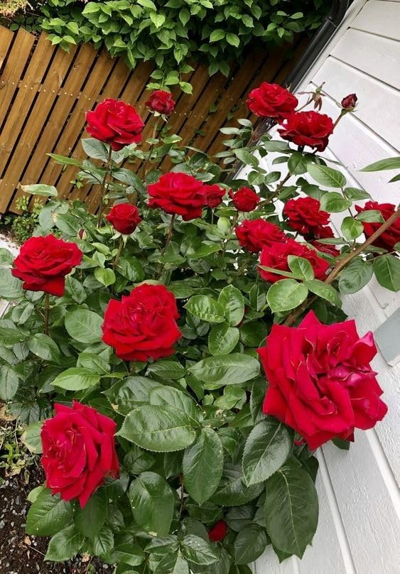 Rare All season Red Kashmiri Rose Live Flower Plant For Home Gardening Outdoor Plant Without Pot || pack of 1 || - Image 2