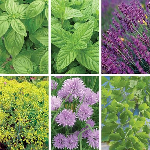 Image of Ferry-Morse Herb Plants - Organic Kitchen Herb Seeds Variety Pack Mint Seeds, Basil Seeds- 6 Pack - GMO Free