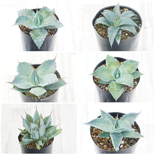観葉植物 アガベ 種」の人気商品一覧 | 安い商品を通販サイトから探す