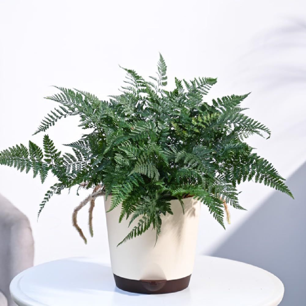 UGAOO Rabbit Foot Fern Natural Live Indoor Plant with Pot - Large-picture-49