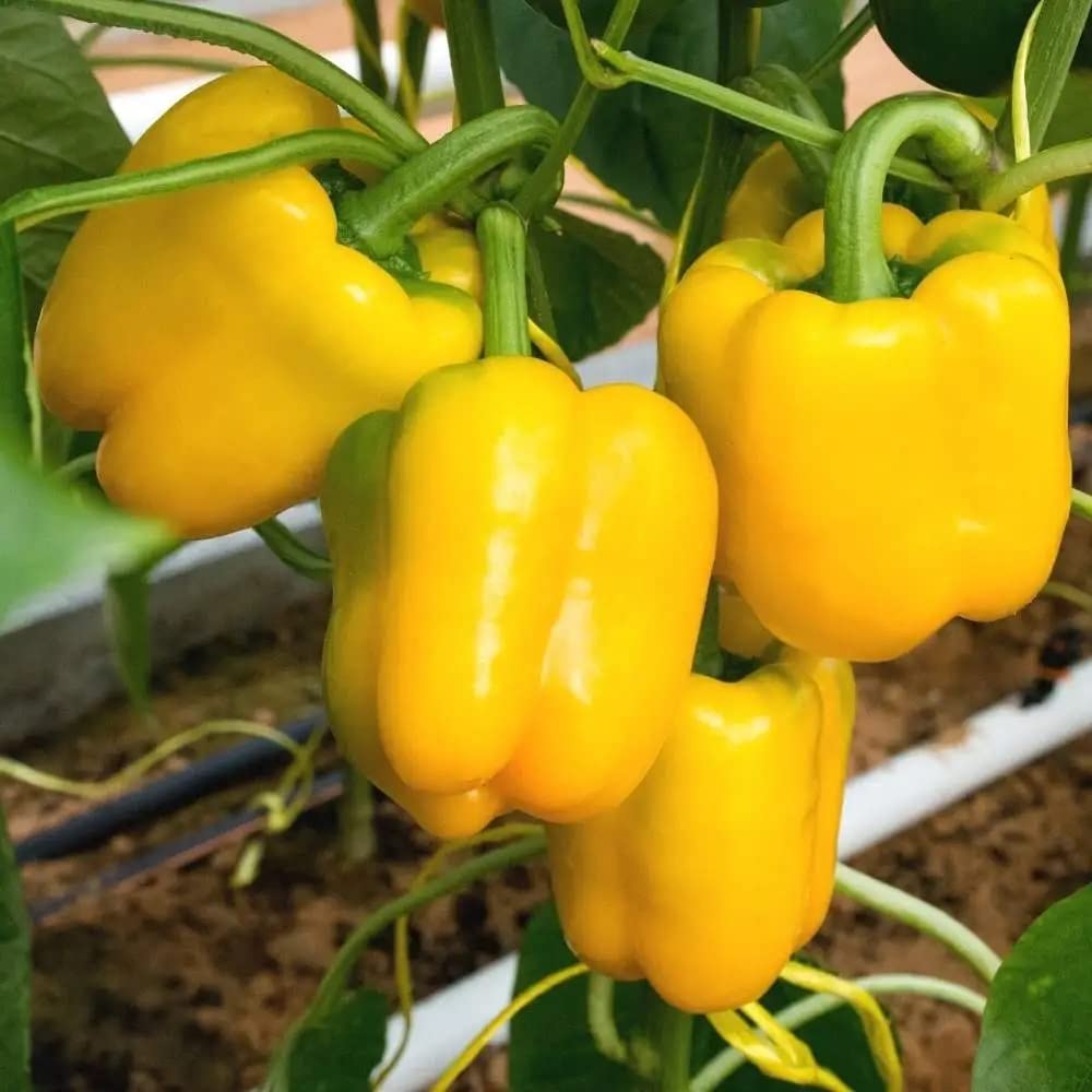 GrowZid Yellow Capsicum Shimla mirch Outdoor Gardening Vegetable Plant Seeds Pack (B0B8SDZVTZ) Amazon Price History, Amazon Price Tracker