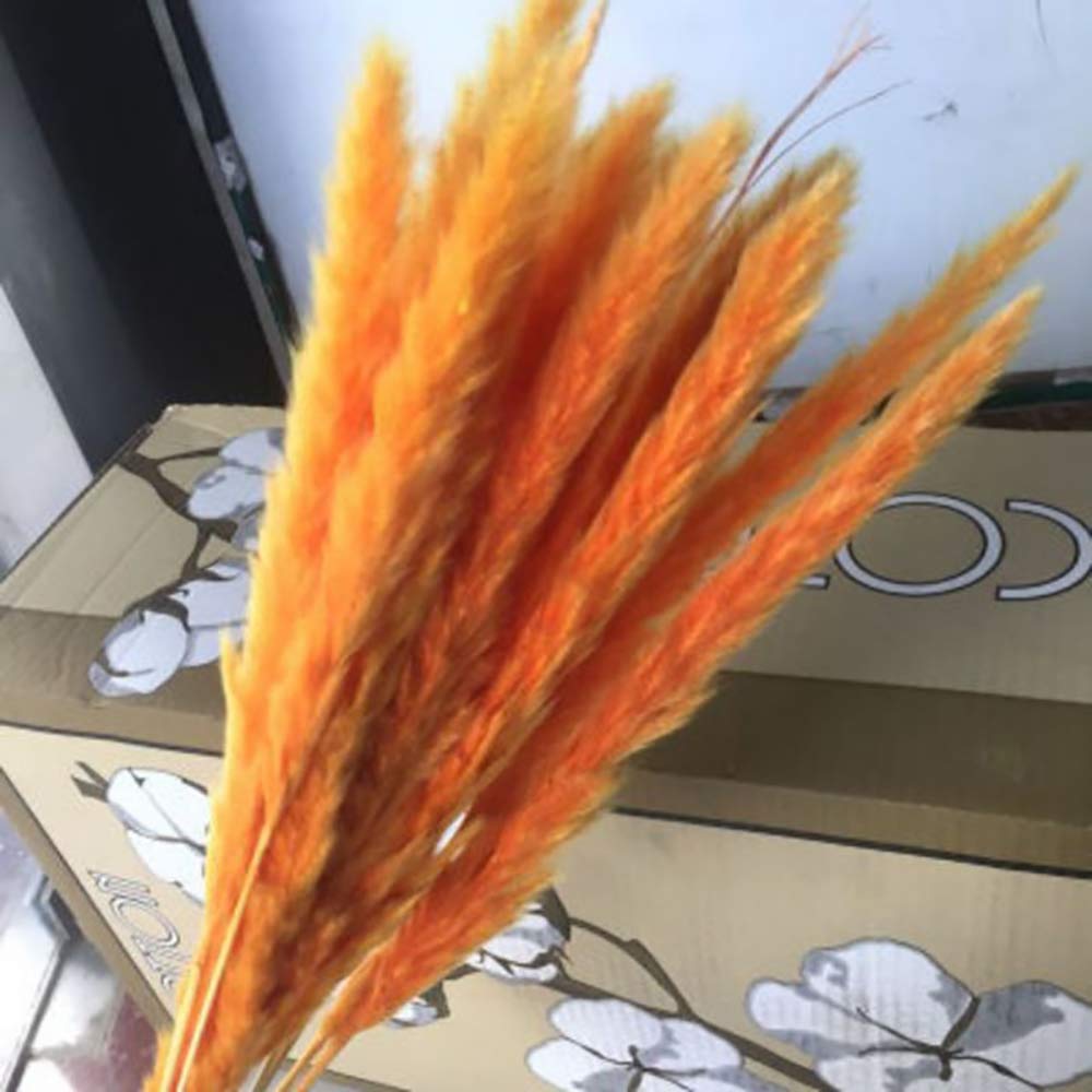 Unique WElinks 20Pcs Natural Dried Small Pampas Grass Phragmites Communis Artificial Plants DIY Wedding Decorative Flower Bunch Bouquet Home Decor Decoration Fake Flowers (Orange)