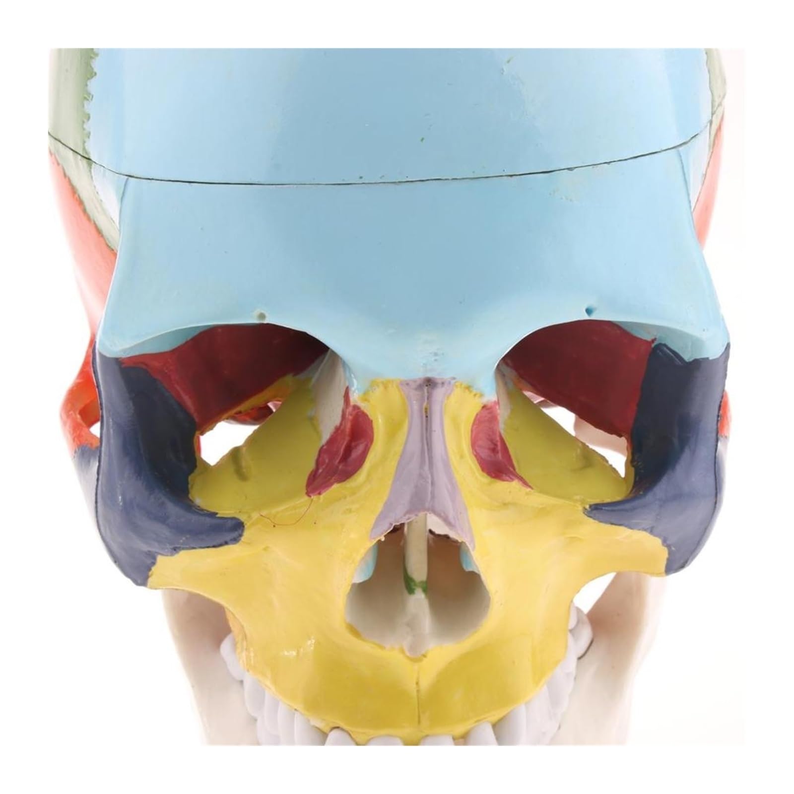 Esqueleto de anatomía humana, modelo anatómico con huesos colores, escultura vértebra cervical médica