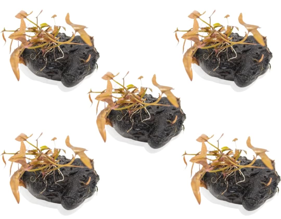 Nymphaea Rubra Bulb Dwarf Water lily Live Aquarium Plants Decoration 10 day live Guaranteed Pack of 5 (B0BH2MHLQT) Amazon Price History, Amazon Price Tracker