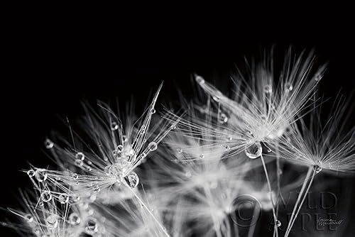 Posterazzi PDX55011SMALL Dandelion Dewdrops II Laura Marshall - Póster impreso, 24 x 15 pulgadas, multicolor