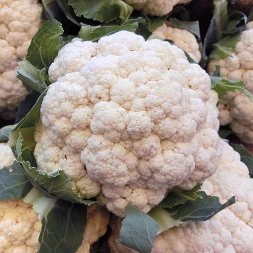 Organic Cauliflower All The Year Round Vegetable Seeds Aprrox 350 Seeds Easy to Grow
