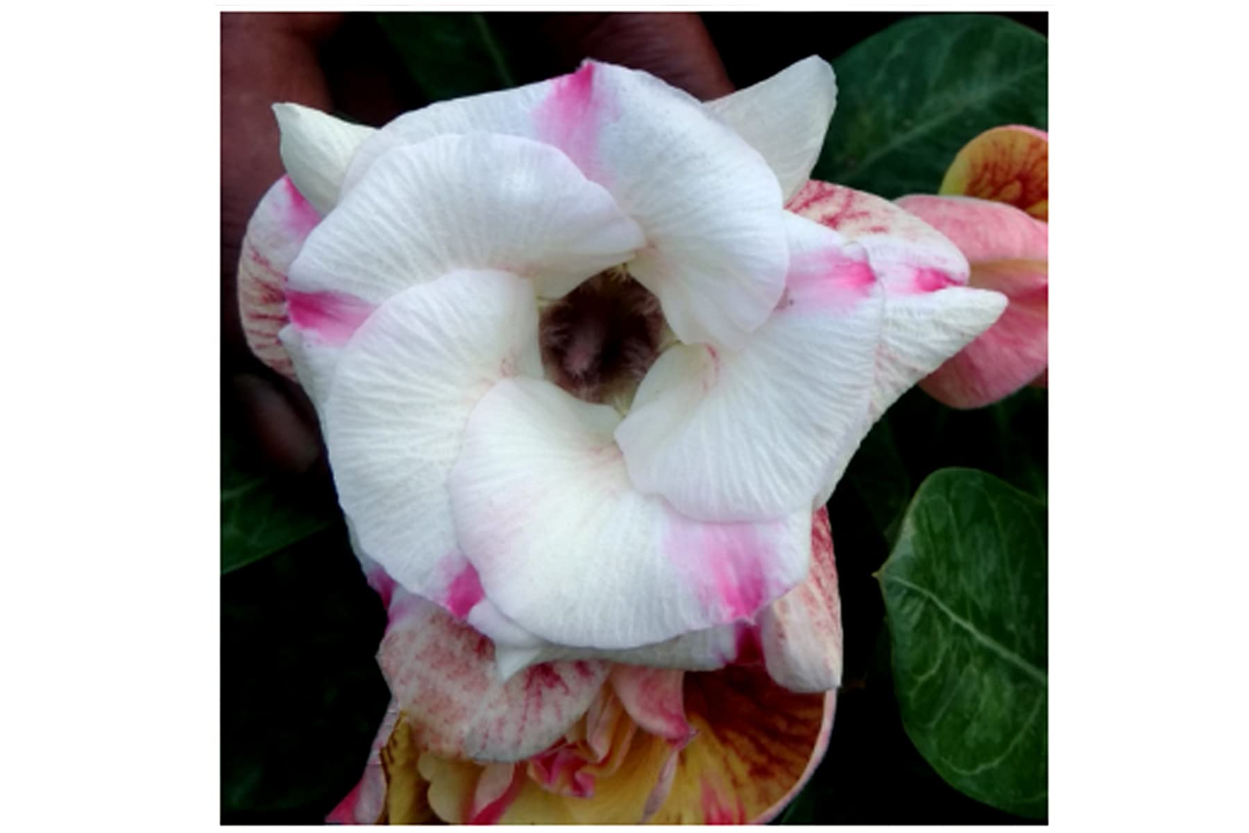 ACHC Adenium Live Plant Grafted Desert Rose Bonsai Double Petal Rosy Variety with Pot (R198)