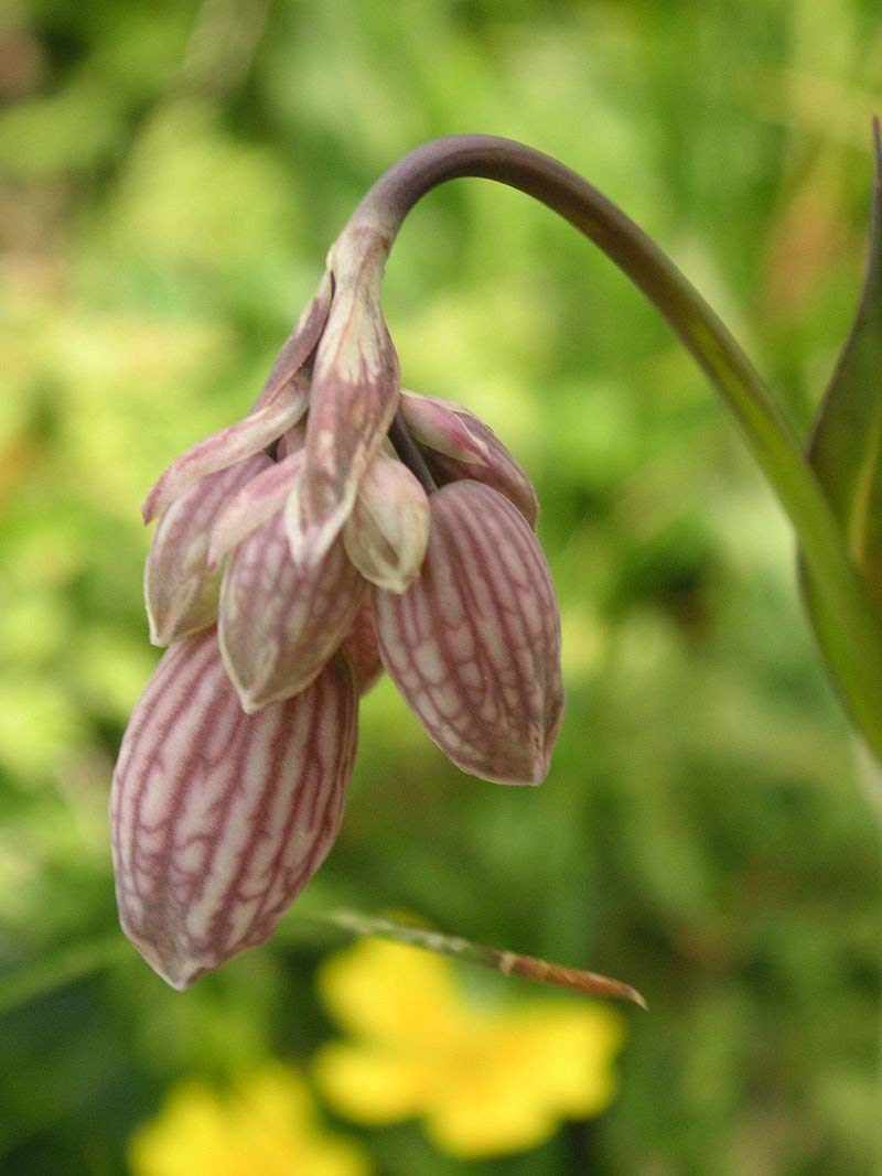 Silene vulgaris, Bladder Campion, 1g approx 1200 seeds, untreated
