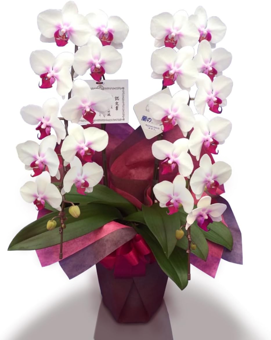 ザ・ファームセレクト]センナ：メリディオナリス 3号25-09 の通販