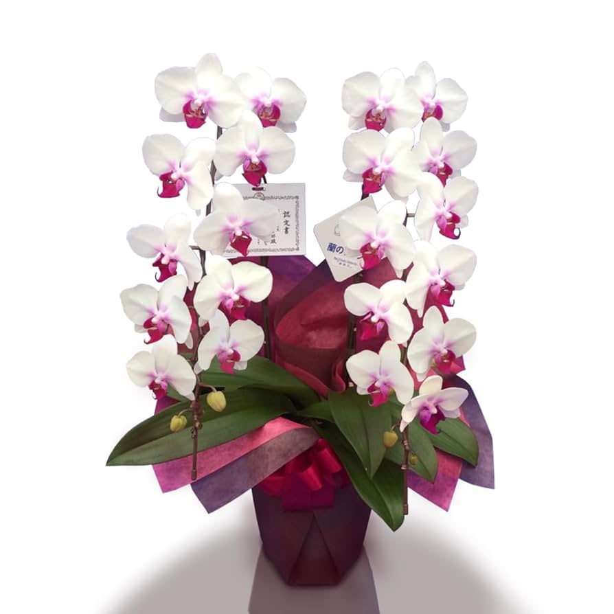 Amazon｜胡蝶蘭 ミディ 中輪 2本立ち 18輪以上 生花 鉢植え (白