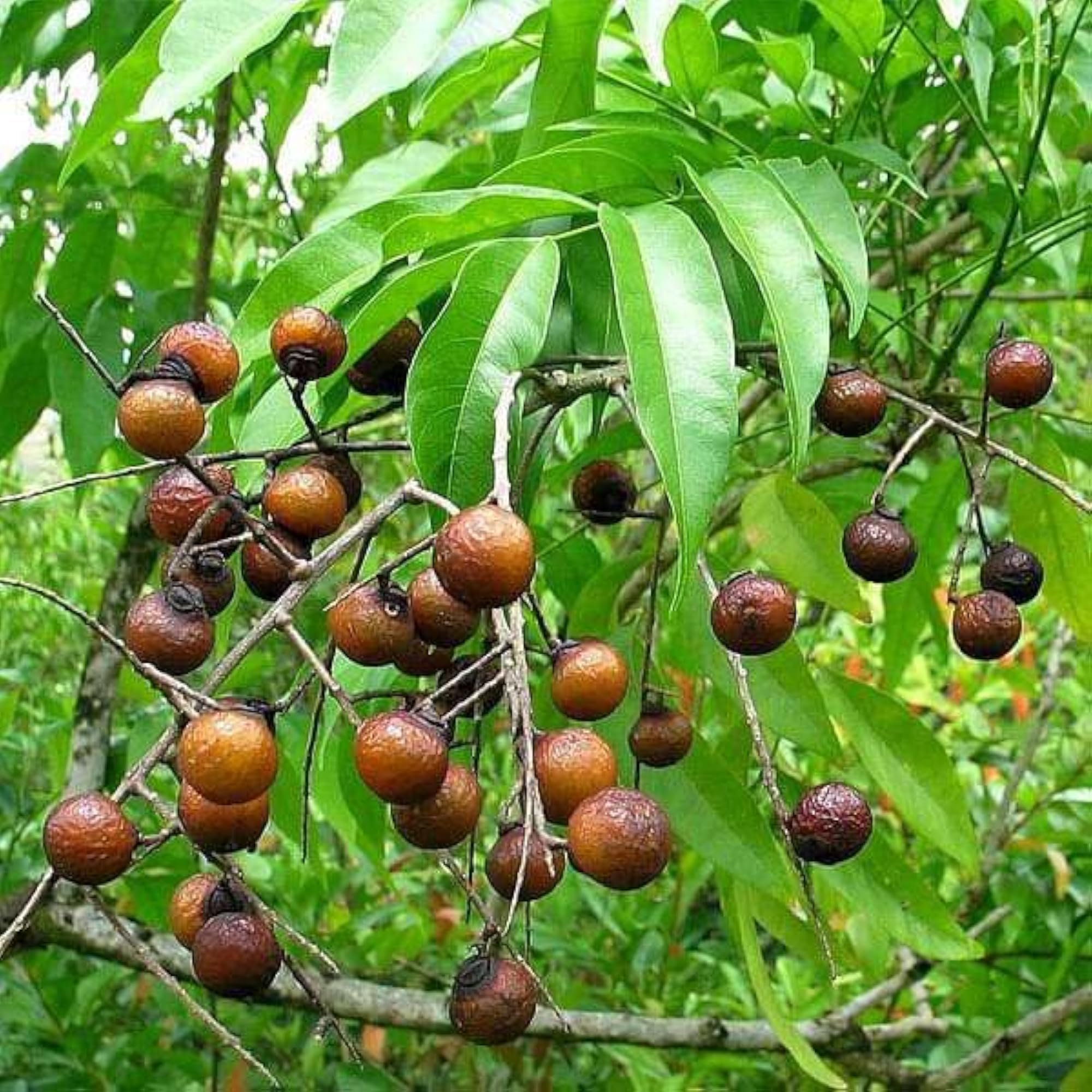 Soap Nut Tree Seeds for Planting, Pack of 200 Grams