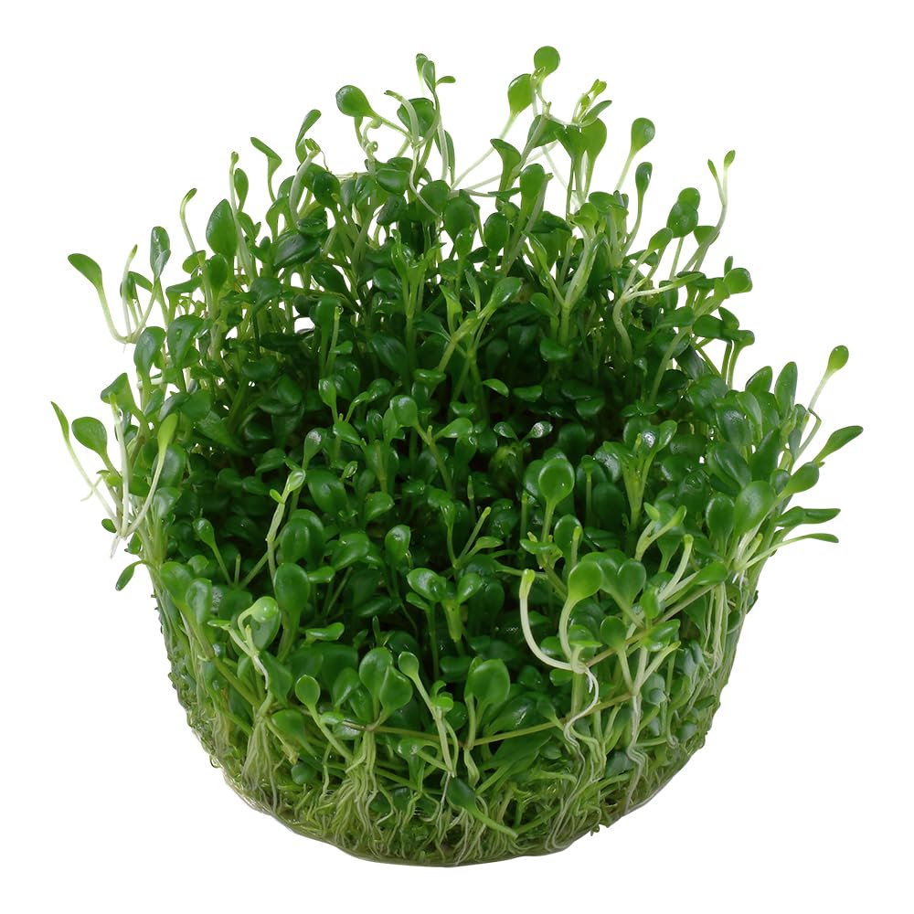Tropica Glossostigma elatinoides 1-2-Grow Coltura di tessuti in vitro Pianta per acquario vivo, sicura per gamberetti e senza lumache