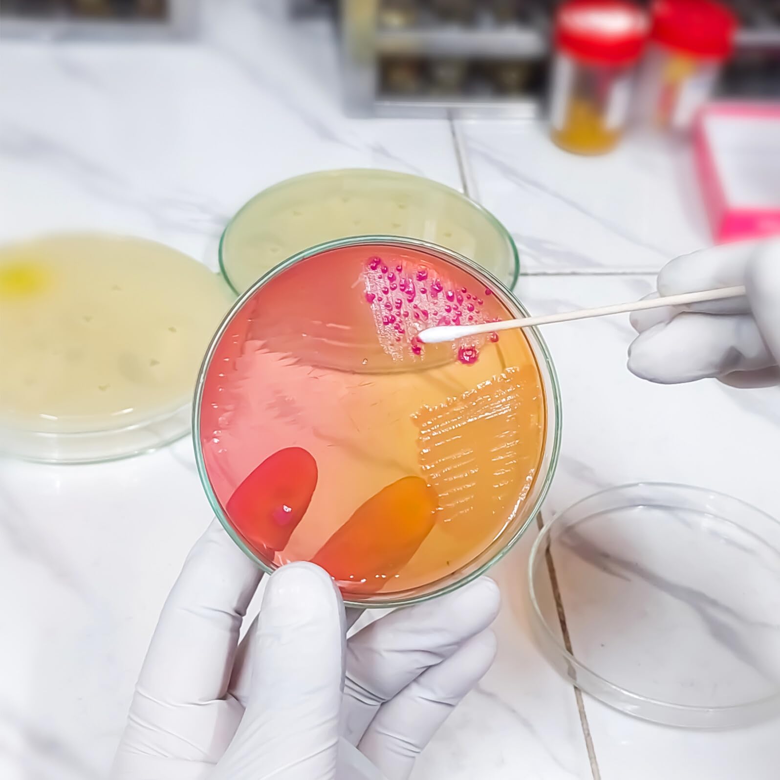 20 Placas de Agar Nutritivo Prevertido de 7 CM para Laboratorio y Experimentos Científicos Placas de Petri para Cultivo de Tejidos Suministros para Experimentos Microbiológicos