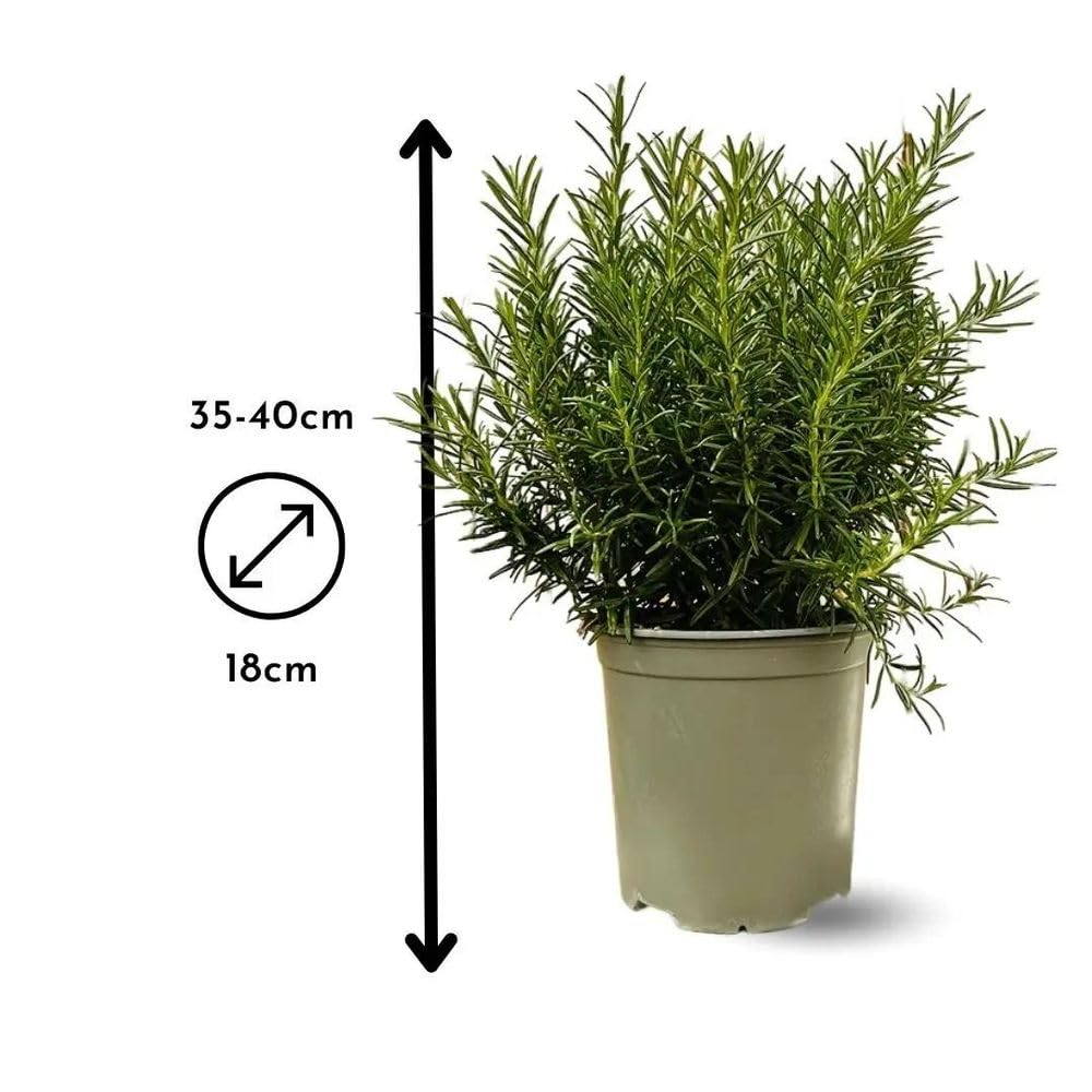Attitude Jardin - Romarin - aromatique - 35-40 cm - ⌀ 18 cm - véritables herbes fraîches