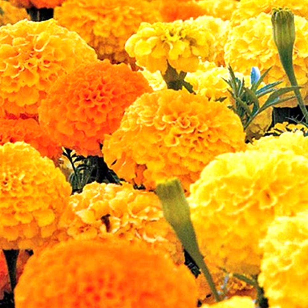 Kraft Seeds by 10CLUB African Marigold Flower Seeds (1 Packet Orange, 1500 seeds ) | Flowering Seeds for Home Gardening | Natural and Real Seeds for Indoor Home Decor | All Season Flowering Seeds (B09WY2S4TR) Amazon Price History, Amazon Price Tracker